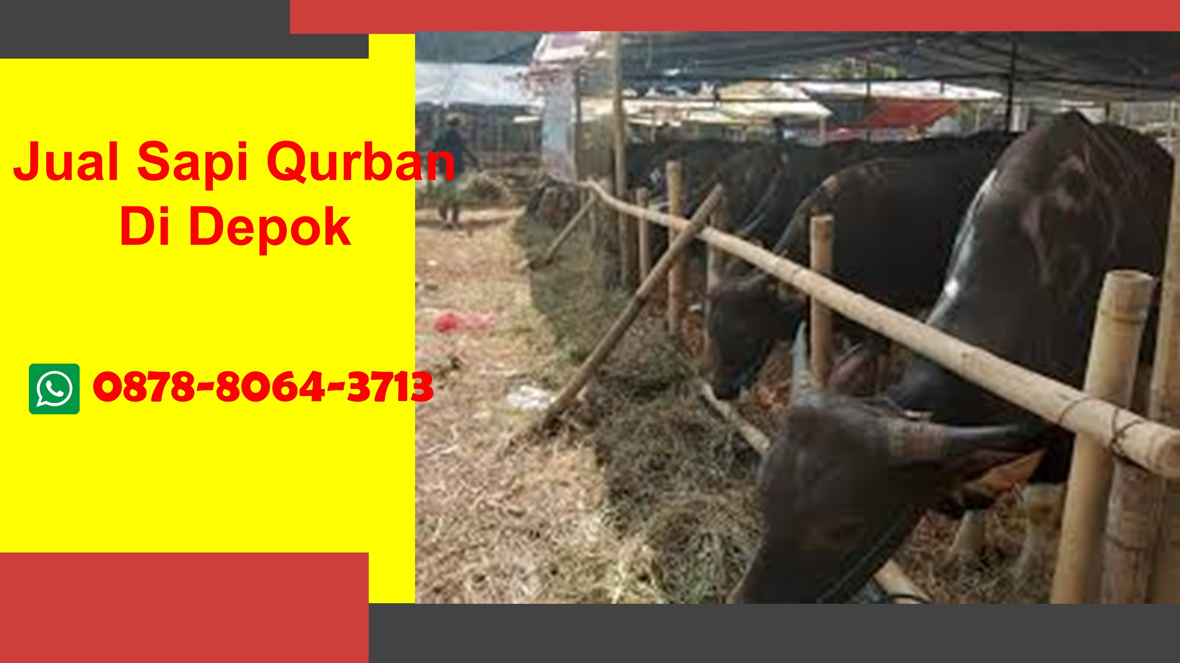 WA 0878-8064-3713, Penjual Sapi Qurban Dekat Cimanggis Depok
