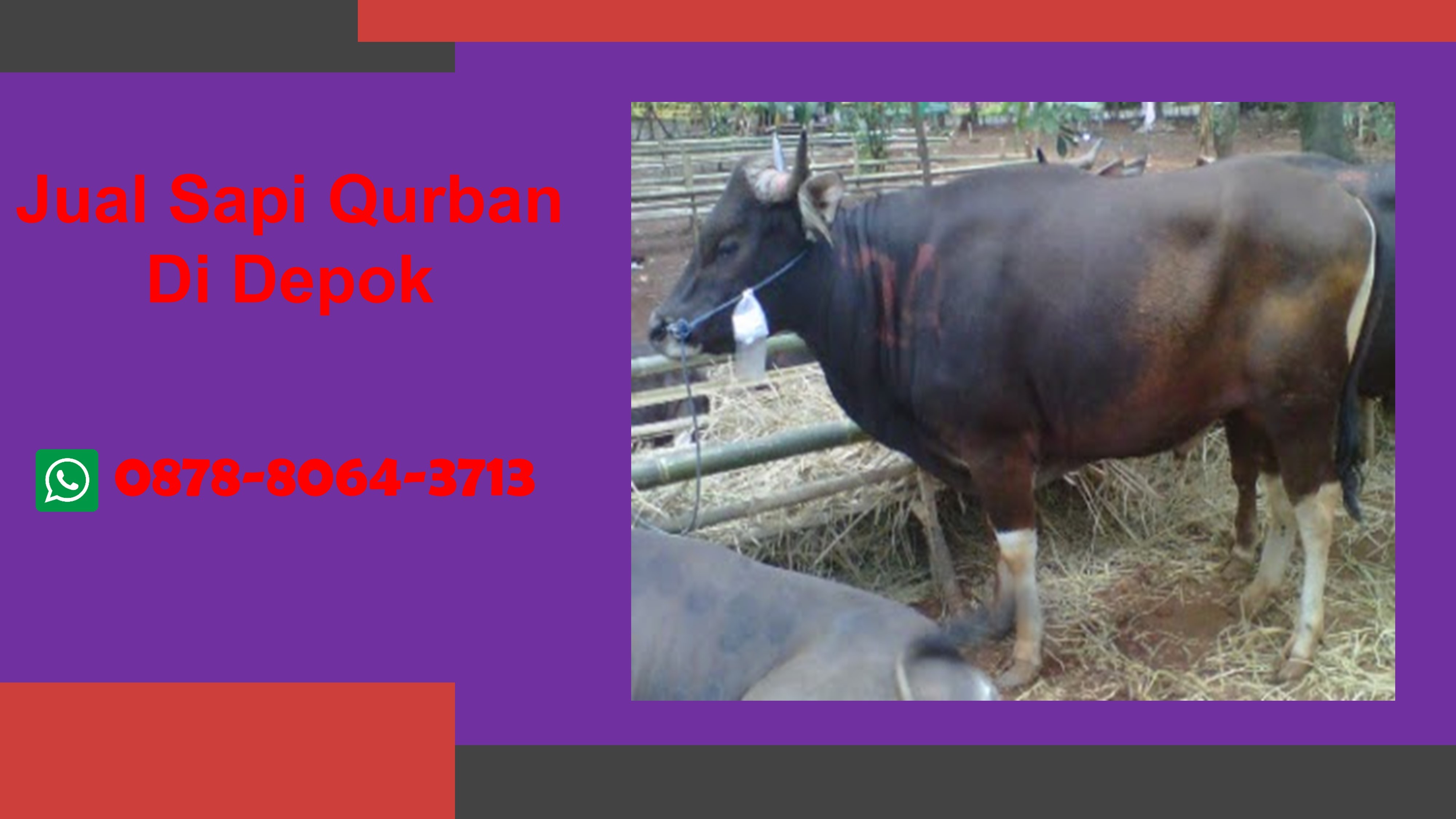 WA 0878-8064-3713, Kami adalah pedagang hewan qurban di Depok yang menyediakan Jual Sapi Qurban  Cilodong Depok, Jual Sapi Qurban  Cimanggis Depok, Jual Sapi Qurban  Cinere Depok, Jual Sapi Qurban  Cipayung Depok, Jual Sapi Qurban  Limo Depok
Segera Hubungi Kami untuk mendapatkan hewan qurban berkualitas dan pelayanan terbaik TELP/WA 0878-8064-3713