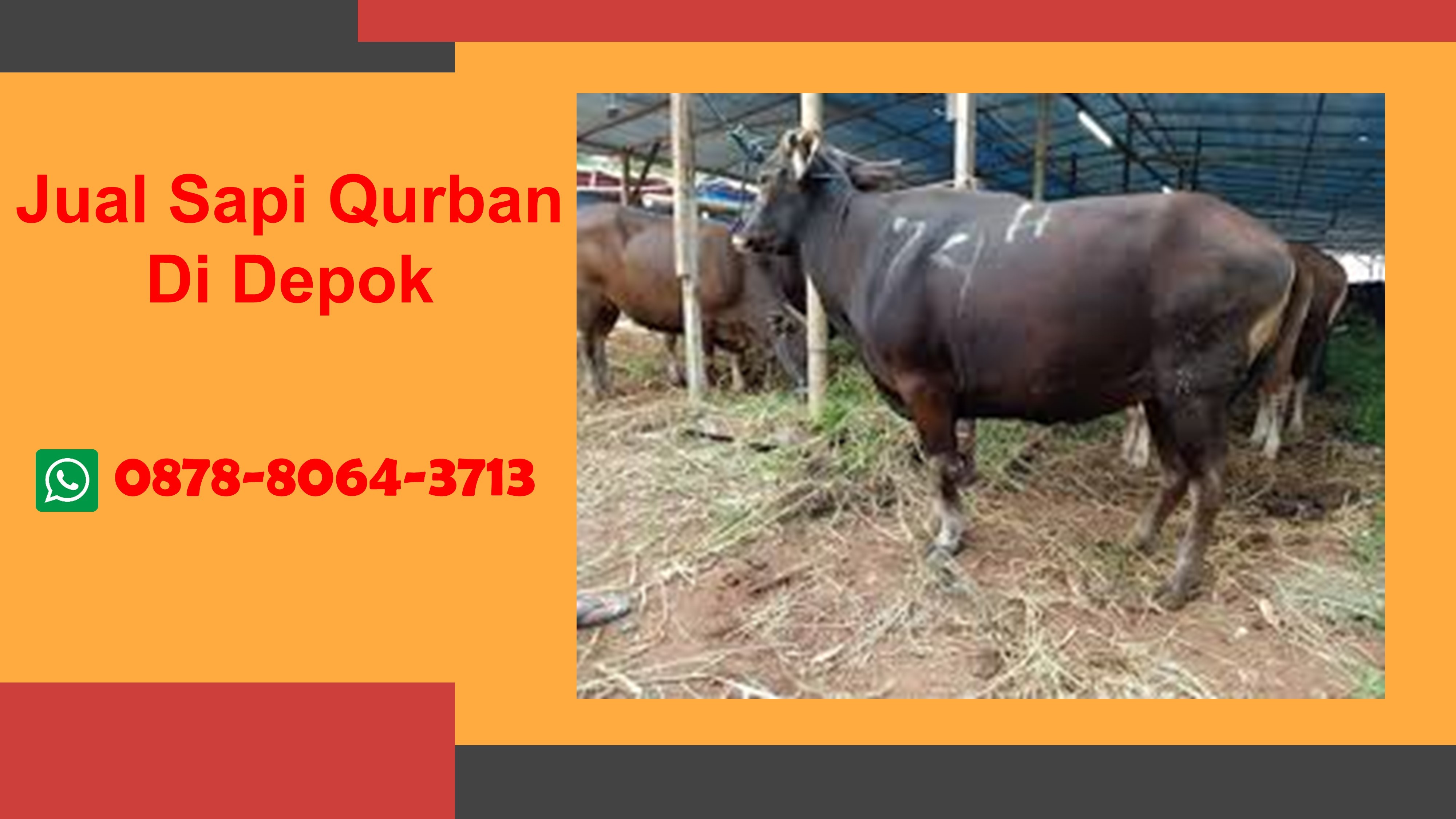 WA 0878-8064-3713, Kami adalah pedagang hewan qurban di Depok yang menyediakan Jual Sapi Qurban  Cinere Depok, Jual Sapi Qurban  Cipayung Depok, Jual Sapi Qurban  Pancoran Mas Depok, Jual Sapi Qurban  Sawangan Depok, Jual Sapi Qurban  Sawangan Depok
Segera Hubungi Kami untuk mendapatkan hewan qurban berkualitas dan pelayanan terbaik TELP/WA 0878-8064-3713