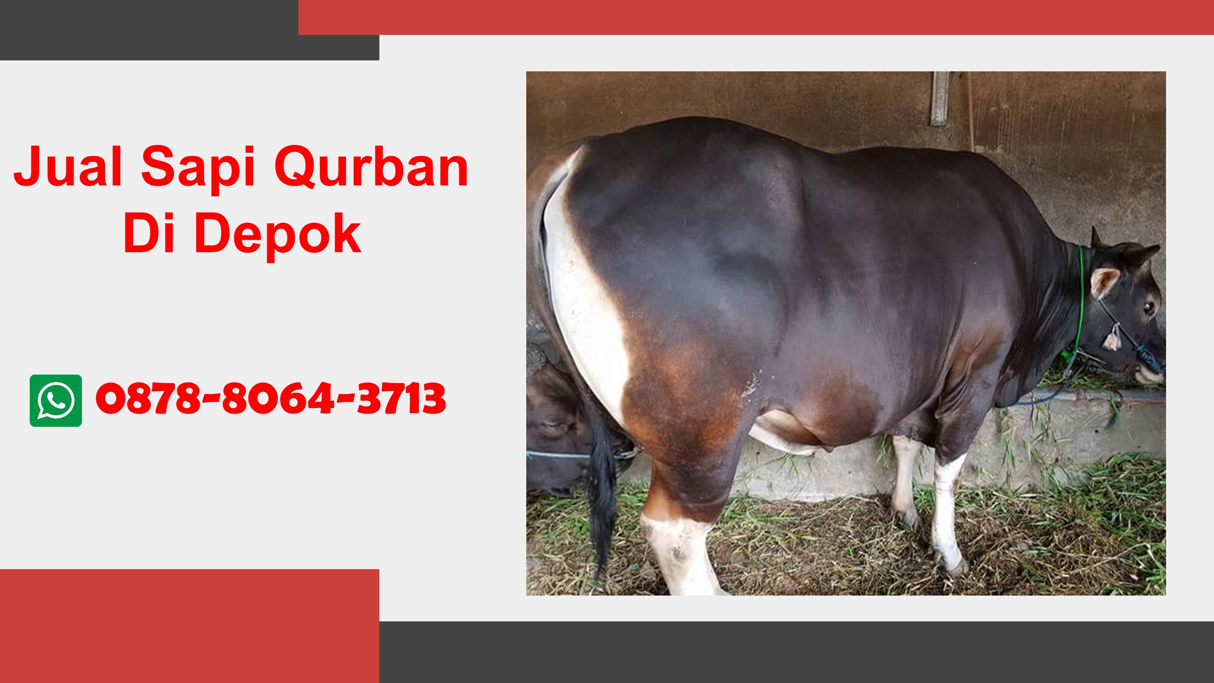 WA 0878-8064-3713, Penjual Sapi Qurban Dekat Beji Depok
