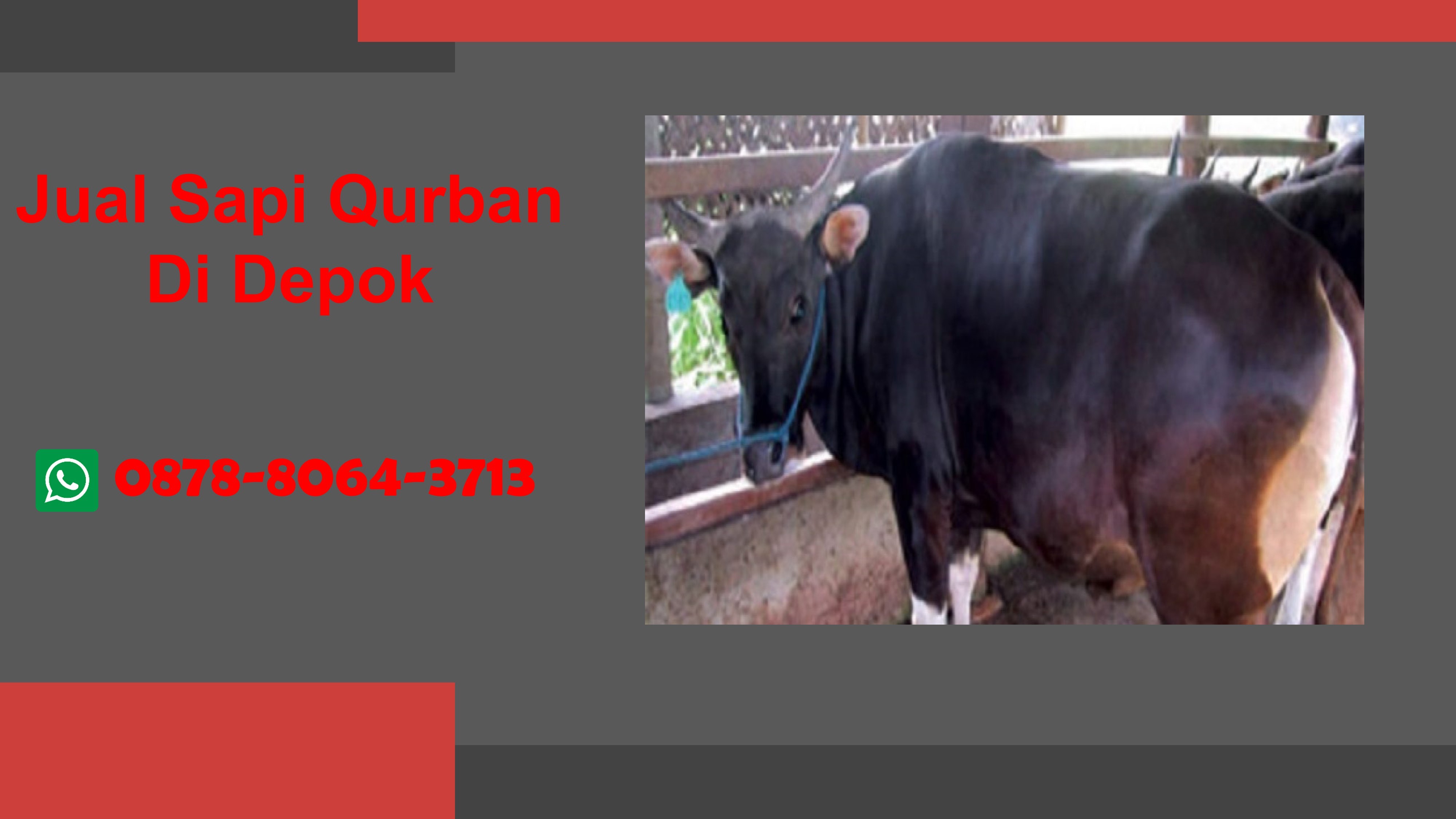 WA 0878-8064-3713, Penjual Sapi Qurban Dekat Bojongsari Depok
