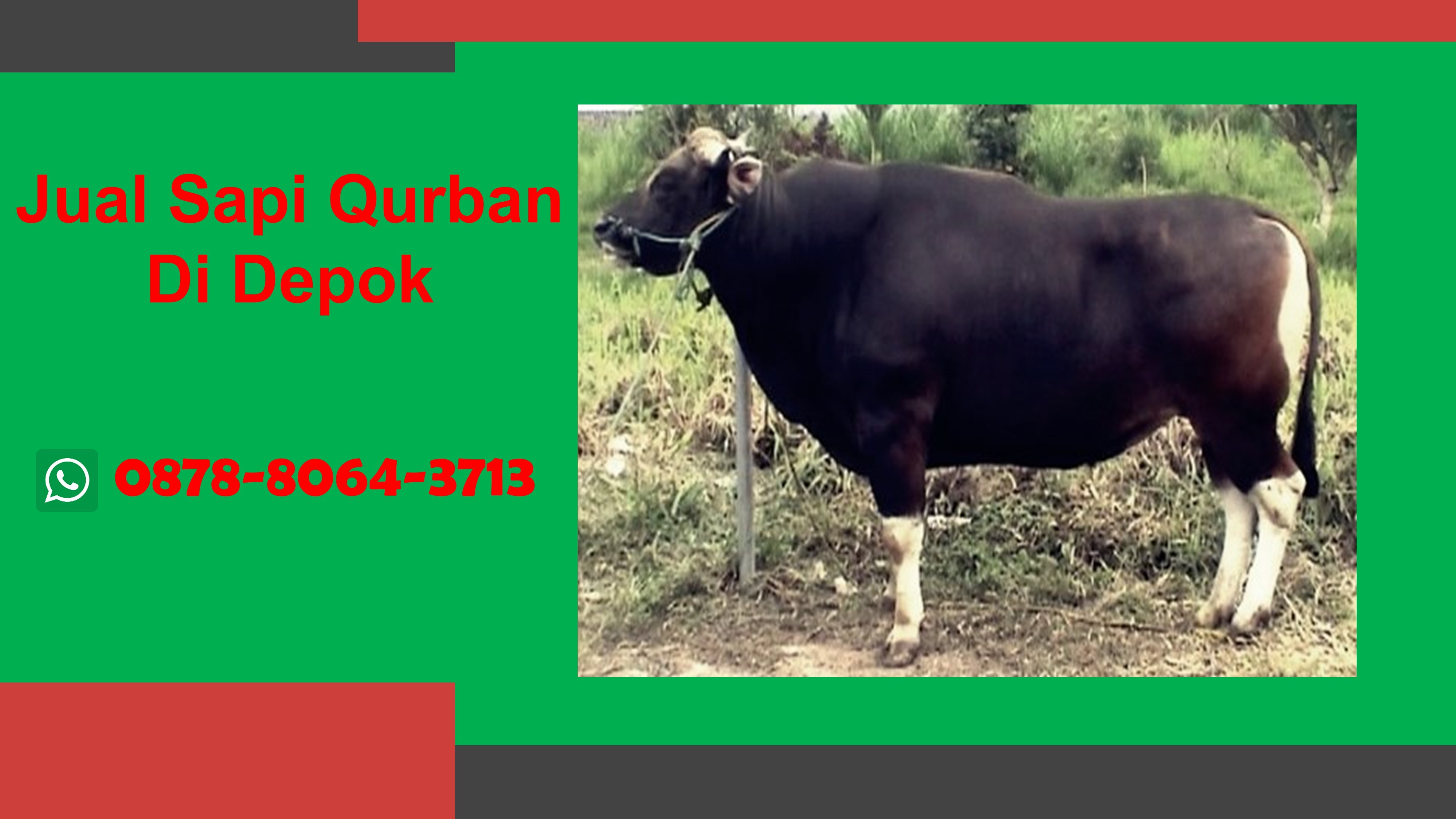 WA 0878-8064-3713, Penjual Sapi Qurban Area Tapos Depok
