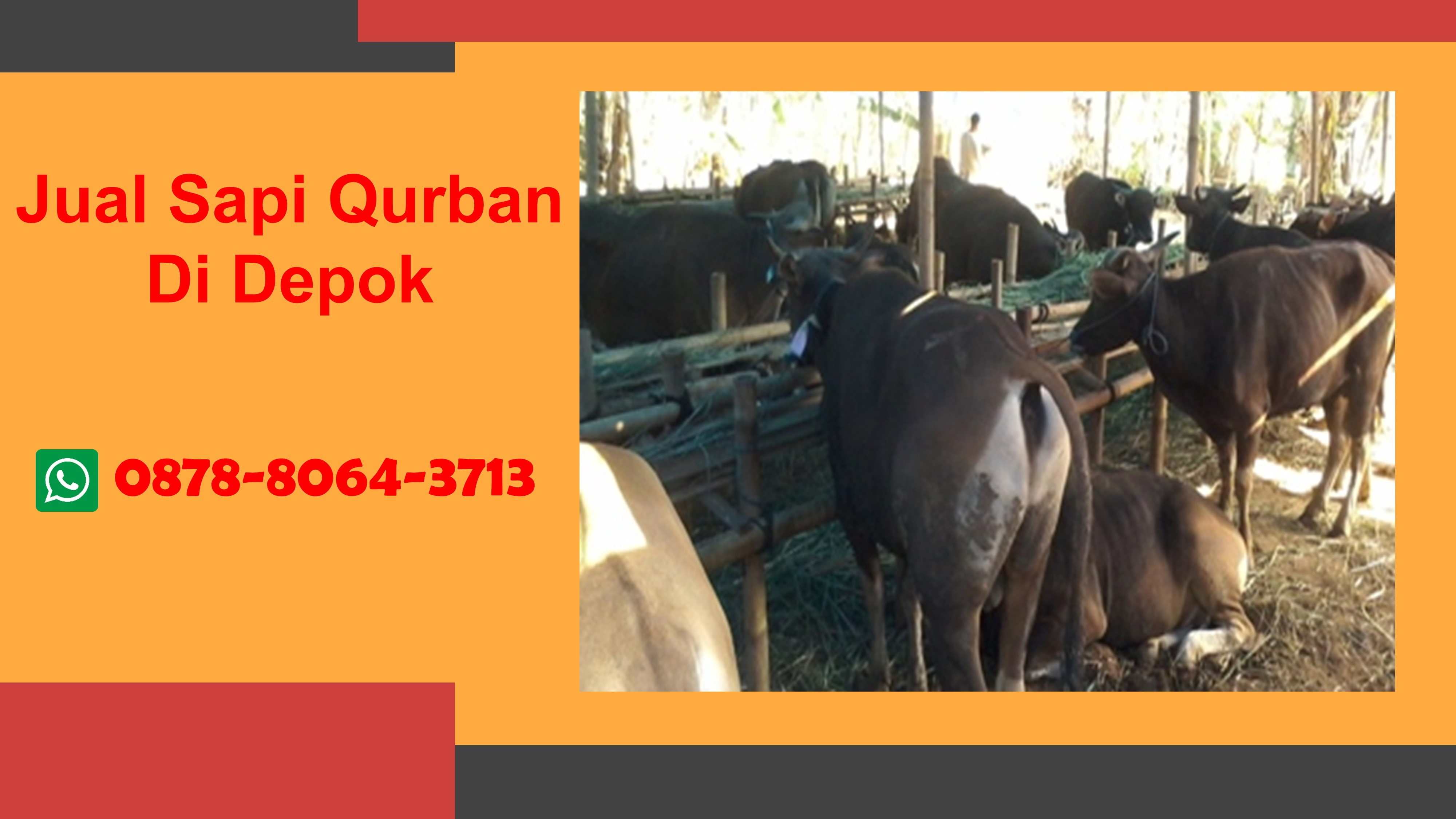 WA 0878-8064-3713, Kami adalah pedagang hewan qurban di Depok yang menyediakan Jual Sapi Qurban  Cimanggis Depok, Jual Sapi Qurban  Cinere Depok, Jual Sapi Qurban  Cipayung Depok, Jual Sapi Qurban  Pancoran Mas Depok, Jual Sapi Qurban  Pancoran Mas Depok
Segera Hubungi Kami untuk mendapatkan hewan qurban berkualitas dan pelayanan terbaik TELP/WA 0878-8064-3713