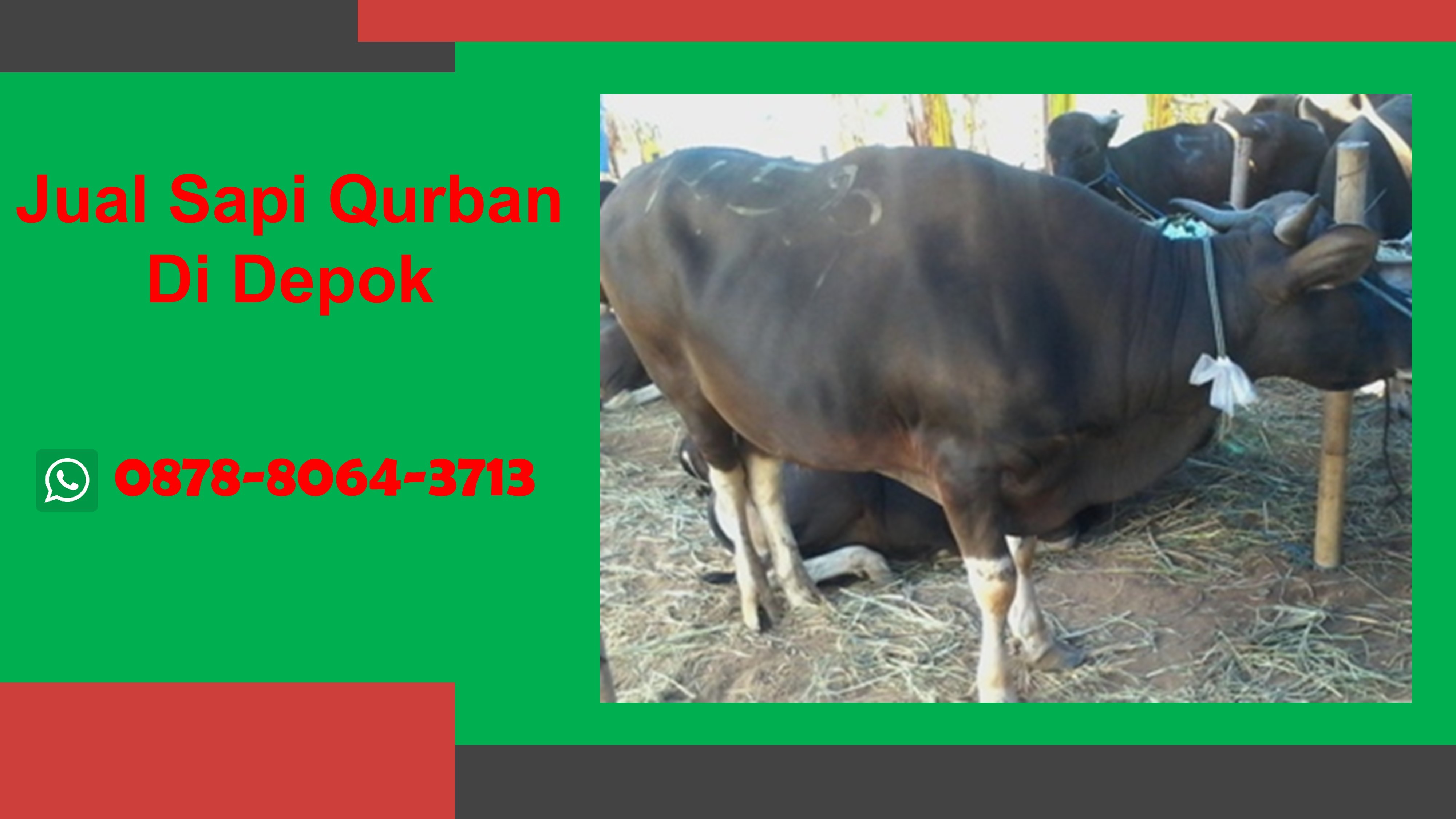 WA 0878-8064-3713, Kami adalah pedagang hewan qurban di Depok yang menyediakan Jual Sapi Qurban  Cinere Depok, Jual Sapi Qurban  Cipayung Depok, Jual Sapi Qurban  Pancoran Mas Depok, Jual Sapi Qurban  Sawangan Depok, Jual Sapi Qurban  Sawangan Depok
Segera Hubungi Kami untuk mendapatkan hewan qurban berkualitas dan pelayanan terbaik TELP/WA 0878-8064-3713