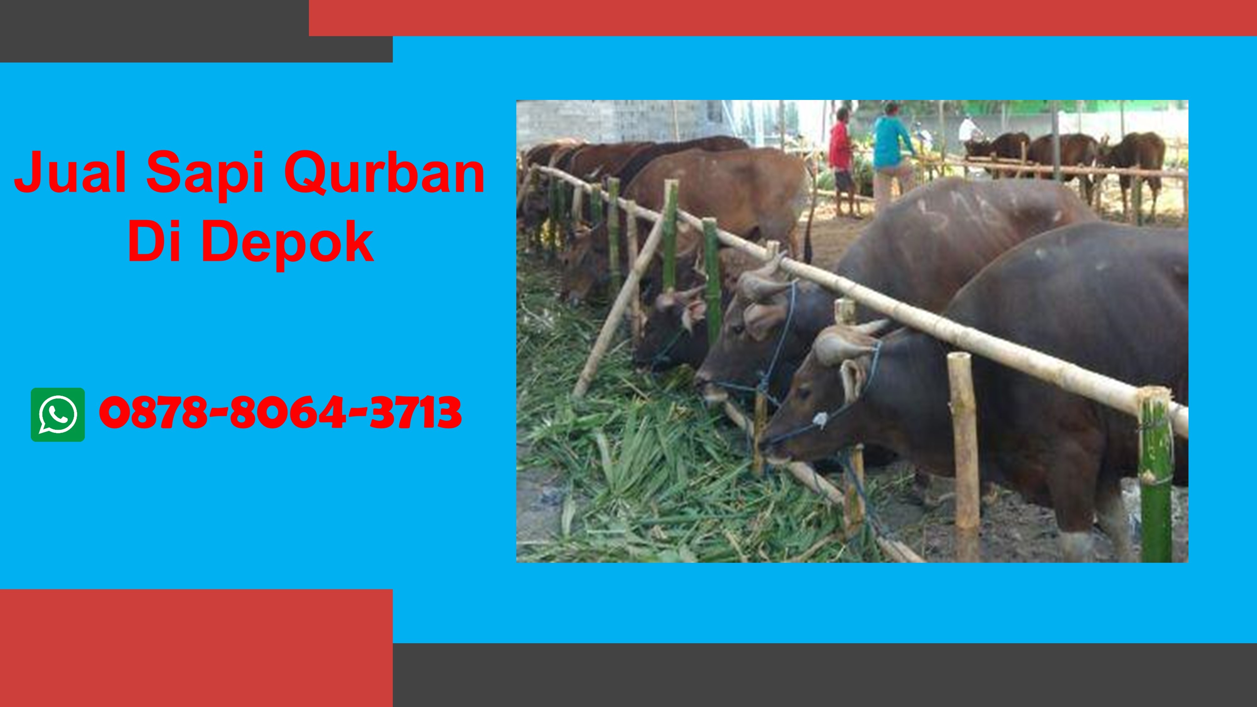 WA 0878-8064-3713, Kami adalah pedagang hewan qurban di Depok yang menyediakan Jual Sapi Qurban  Bojongsari Depok, Jual Sapi Qurban  Cilodong Depok, Jual Sapi Qurban  Cimanggis Depok, Jual Sapi Qurban  Cinere Depok, Jual Sapi Qurban  Cipayung Depok
Segera Hubungi Kami untuk mendapatkan hewan qurban berkualitas dan pelayanan terbaik TELP/WA 0878-8064-3713