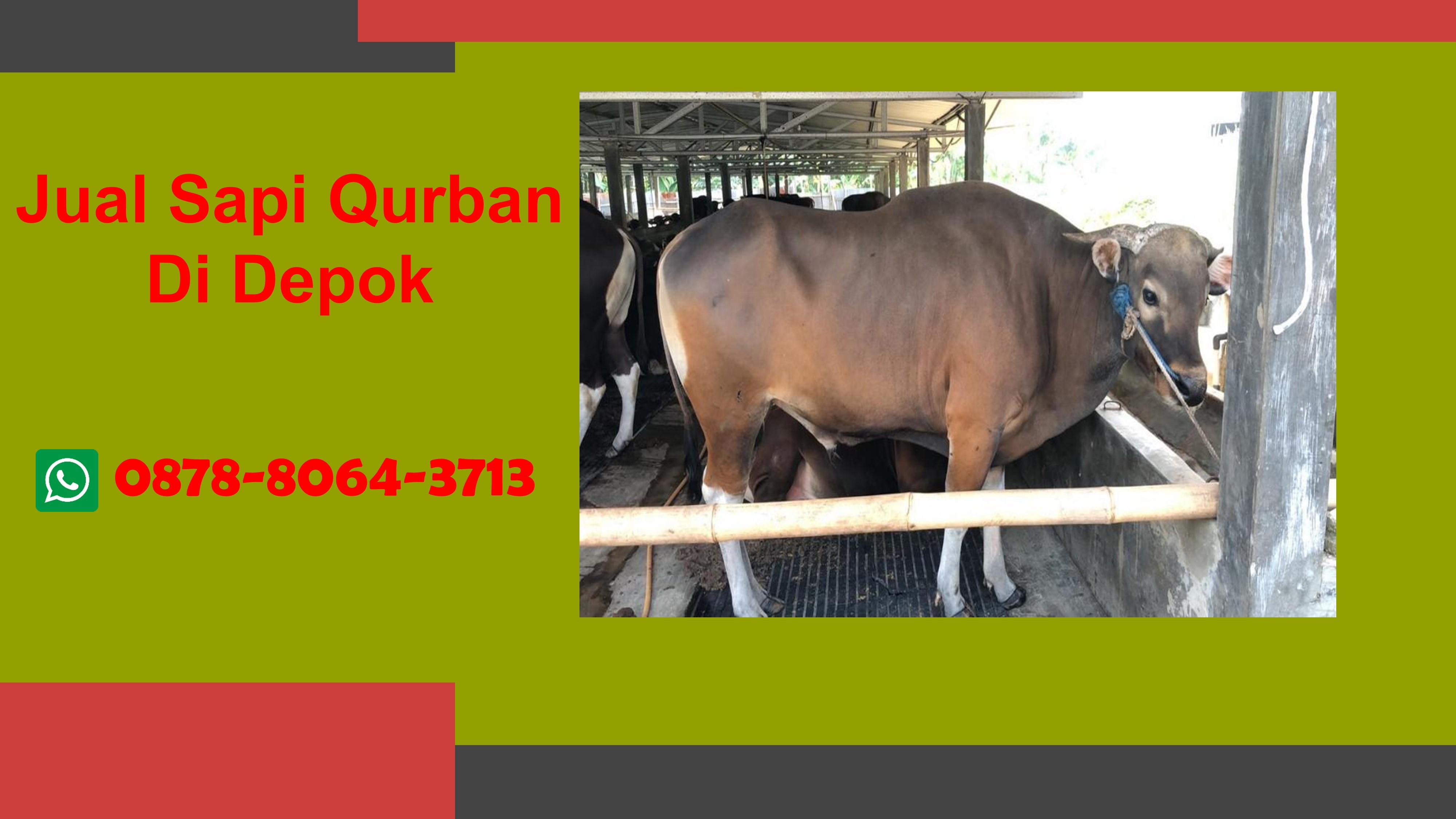 WA 0878-8064-3713, Penjual Sapi Qurban Dekat Cilodong Depok
